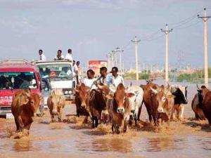 وفاة 36 وانهيار 5 آلاف منزل وتشريد 1600 أسرة بسبب السيول في ولاية سودانية