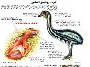 المسلمون وعلم الحيوان