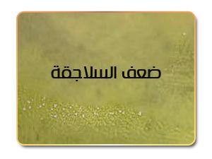 ضعف السلاجقة وزوالهم في عهد الخلافة العباسية ضعف السلاجقة وزوالهم في عهد الخلافة العباسية